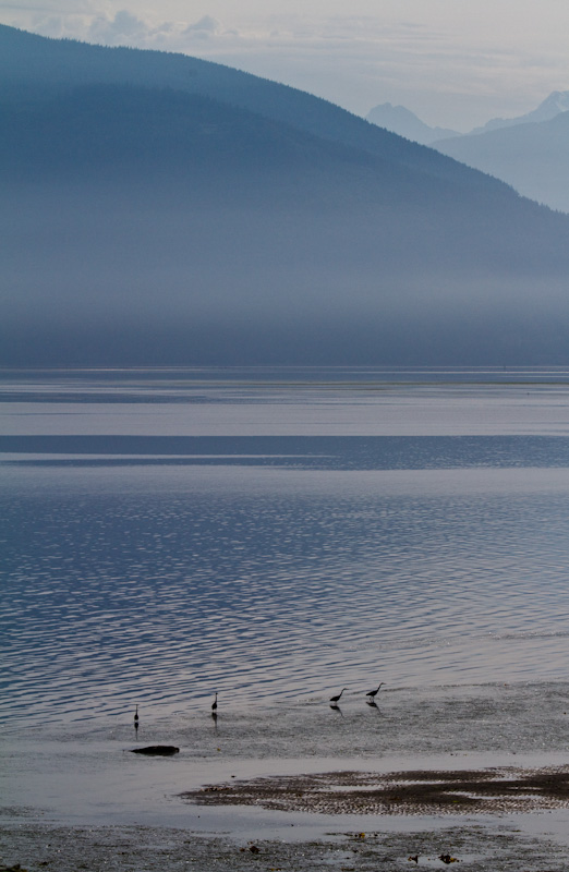 Great Blue Herons On TIdal Flat